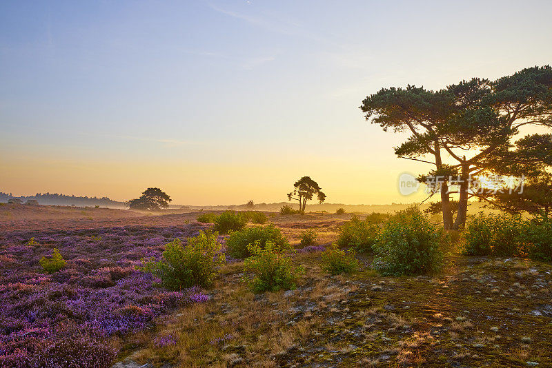 荷兰Veluwe Zuiderheide公园盛开的石楠花。荷兰